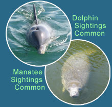 Dolphin & Manatee